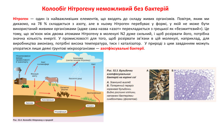 Колообіг Нітрогену неможливий без бактерій. Нітроген — один із найважливіших елементів, що входять до складу живих організмів. Повітря, яким ми дихаємо, на 78 % складається з азоту, але в ньому Нітроген перебуває у формі, у якій не може бути використаний живими організмами (адже сама назва «азот» перекладається з грецької як «безжиттєвий»). Це тому, що зв’язок між двома атомами Нітрогену в молекулі N2 дуже сильний, і щоб розірвати його, потрібна значна кількість енергії. У промисловості для того, щоб розірвати зв’язки в цій молекулі, наприклад, для виробництва амоніаку, потрібні висока температура, тиск і каталізатор. У природі з цим завданням можуть упоратися лише деякі ґрунтові мікроорганізми — азотфіксувальні бактерії. 