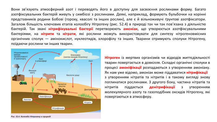 Вони зв’язують атмосферний азот і переводять його в доступну для засвоєння рослинами форму. Багато азотфіксувальних бактерій живуть у симбіозі з рослинами. Деякі, наприклад, формують бульбочки на корінні представників родини Бобові (гороху, квасолі та інших рослин), але є й вільноживучі ґрунтові азотфіксатори. Загалом більшість ключових етапів колообігу Нітрогену (рис. 52.4) в природі так чи так пов’язана з діяльністю бактерій. Так звані нітрифікувальні бактерії перетворюють амоніак, що утворюється азотфіксувальними бактеріями, на нітрити та нітрати, які рослини можуть використовувати для синтезу нітрогеновмісних органічних сполук — амінокислот, нуклеотидів, хлорофілу та інших. Тварини отримують сполуки Нітрогену, поїдаючи рослини чи інших тварин. Нітроген із мертвих організмів чи відходів життєдіяльності тварин повертається в довкілля. Складні органічні сполуки в процесі амоніфікації розпадаються з утворенням амоніаку. Як нам уже відомо, амоніак може піддаватися нітрифікаціїз утворенням нітратів та нітритів і в такому вигляді знову поглинатися рослинами. З другого боку, частина нітратів та нітритів піддається денітрифікації з утворенням молекулярного азоту та газоподібних оксидів Нітрогену, які повертаються в атмосферу.