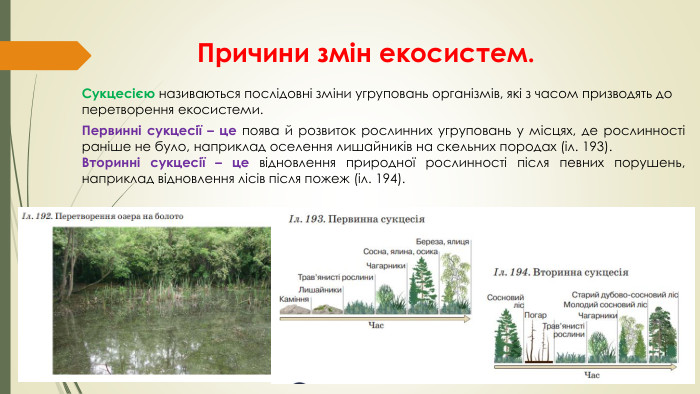 Причини змін екосистем. Сукцесією називаються послідовні зміни угруповань організмів, які з часом призводять до перетворення екосистеми. Первинні сукцесії – це поява й розвиток рослинних угруповань у місцях, де рослинності раніше не було, наприклад оселення лишайників на скельних породах (іл. 193). Вторинні сукцесії – це відновлення природної рослинності після певних порушень, наприклад відновлення лісів після пожеж (іл. 194). 