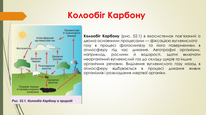 Колообіг Карбону. Колообіг Карбону (рис. 52.1) в екосистемах пов’язаний із двома основними процесами — фіксацією вуглекислого газу в процесі фотосинтезу та його поверненням в атмосферу під час дихання. Автотрофні організми, наприклад, рослини й водорості, здатні включати неорганічний вуглекислий газ до складу цукрів та інших органічних речовин. Виділення вуглекислого газу назад в атмосферу відбувається в процесі дихання живих організмів і розкладання мертвої органіки.