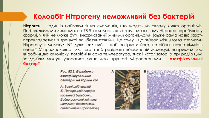 Колообіг Нітрогену неможливий без бактерій. Нітроген — один із найважливіших елементів, що входять до складу живих організмів. Повітря, яким ми дихаємо, на 78 % складається з азоту, але в ньому Нітроген перебуває у формі, у якій не може бути використаний живими організмами (адже сама назва «азот» перекладається з грецької як «безжиттєвий»). Це тому, що зв’язок між двома атомами Нітрогену в молекулі N2 дуже сильний, і щоб розірвати його, потрібна значна кількість енергії. У промисловості для того, щоб розірвати зв’язки в цій молекулі, наприклад, для виробництва амоніаку, потрібні висока температура, тиск і каталізатор. У природі з цим завданням можуть упоратися лише деякі ґрунтові мікроорганізми — азотфіксувальні бактерії.