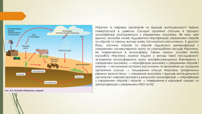 Нітроген із мертвих організмів чи відходів життєдіяльності тварин повертається в довкілля. Складні органічні сполуки в процесі амоніфікації розпадаються з утворенням амоніаку. Як нам уже відомо, амоніак може піддаватися нітрифікаціїз утворенням нітратів та нітритів і в такому вигляді знову поглинатися рослинами. З другого боку, частина нітратів та нітритів піддається денітрифікації з утворенням молекулярного азоту та газоподібних оксидів Нітрогену, які повертаються в атмосферу. Таким чином, основні етапи колообігу Нітрогену можна подати у вигляді такої послідовності: зв’язування атмосферного азоту азотфіксувальними бактеріями з утворенням амоніаку → нітрифікація амоніаку з утворенням нітратів і нітритів → поглинання останніх рослинами та включення до складних органічних сполук → поширення сполук Нітрогену трофічними рівнями екосистеми → утворення амоніаку з відходів життєдіяльності організмів і мертвої органіки в результаті амоніфікації → нітрифікація з утворенням нітратів і нітритів → повернення в харчовий ланцюг чи денітрифікація з утворенням N2 O та N2..