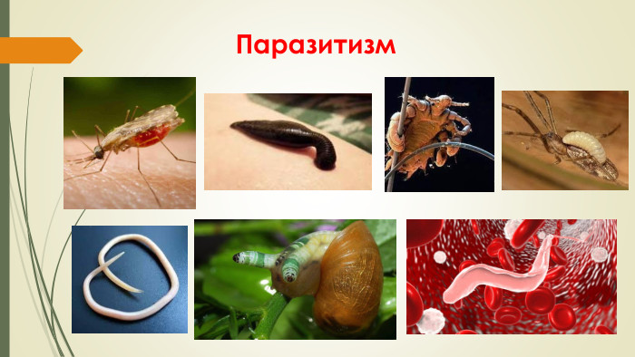 Паразитизм
