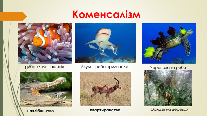 Коменсалізмриба клоун і актинія. Акула і риба прилипала. Черепаха та рибинахлібництвоквартиранство. Орхідеї на деревах