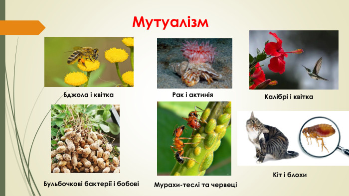 Мутуалізм. Бджола і квітка. Рак і актинія. Бульбочкові бактерії і бобовіМурахи-теслі та червеці Калібрі і квітка. Кіт і блохи
