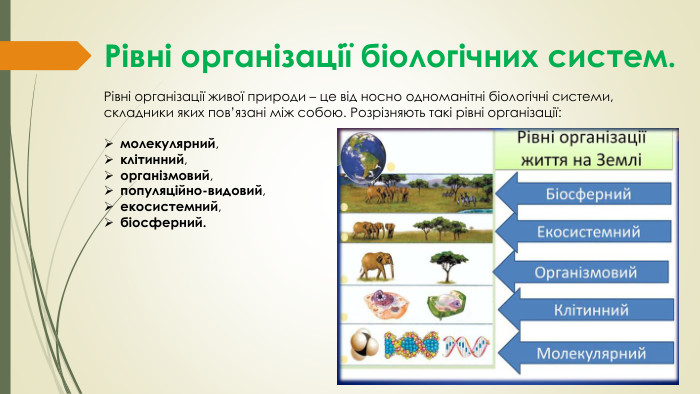 Рівні організації біологічних систем. Рівні організації живої природи – це від носно одноманітні біологічні системи, складники яких пов’язані між собою. Розрізняють такі рівні організації: молекулярний, клітинний, організмовий, популяційно-видовий, екосистемний, біосферний.
