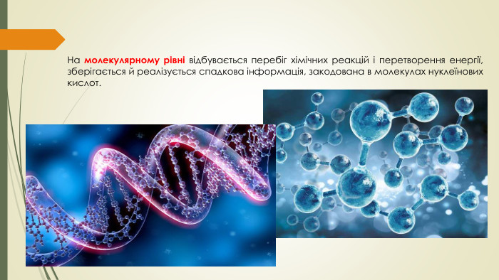 На молекулярному рівні відбувається перебіг хімічних реакцій і перетворення енергії, зберігається й реалізується спадкова інформація, закодована в молекулах нуклеїнових кислот.