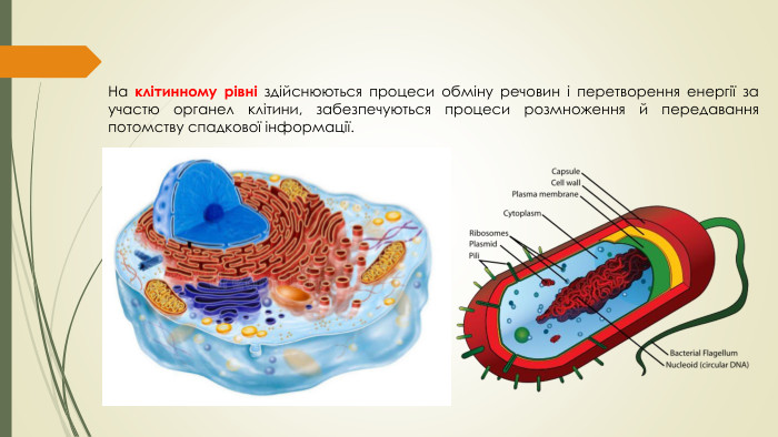 На клітинному рівні здійснюються процеси обміну речовин і перетворення енергії за участю органел клітини, забезпечуються процеси розмноження й передавання потомству спадкової інформації.