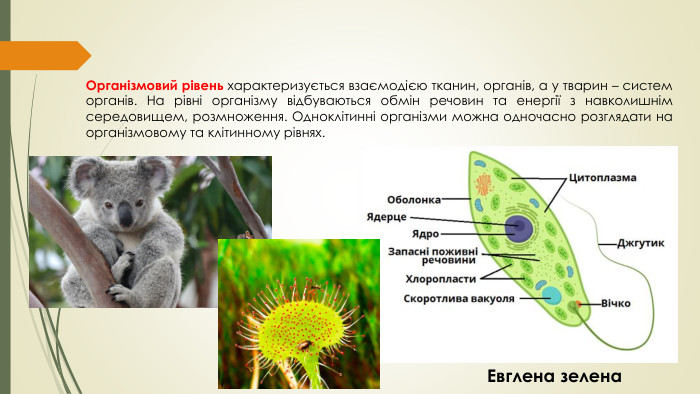 Організмовий рівень характеризується взаємодією тканин, органів, а у тварин – систем органів. На рівні організму відбуваються обмін речовин та енергії з навколишнім середовищем, розмноження. Одноклітинні організми можна одночасно розглядати на організмовому та клітинному рівнях. Евглена зелена