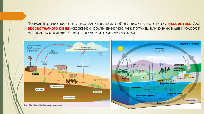 Популяції різних видів, що взаємодіють між собою, входять до складу екосистем. Для екосистемного рівня характерні обмін енергією між популяціями різних видів і колообіг речовин між живою та неживою частинами екосистеми. 
