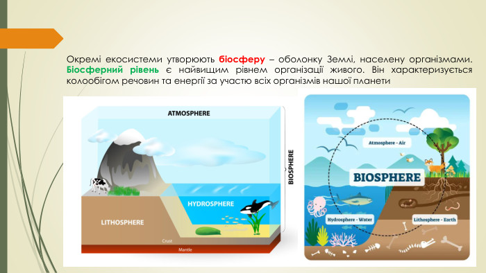 Окремі екосистеми утворюють біосферу – оболонку Землі, населену організмами. Біосферний рівень є найвищим рівнем організації живого. Він характеризується колообігом речовин та енергії за участю всіх організмів нашої планети