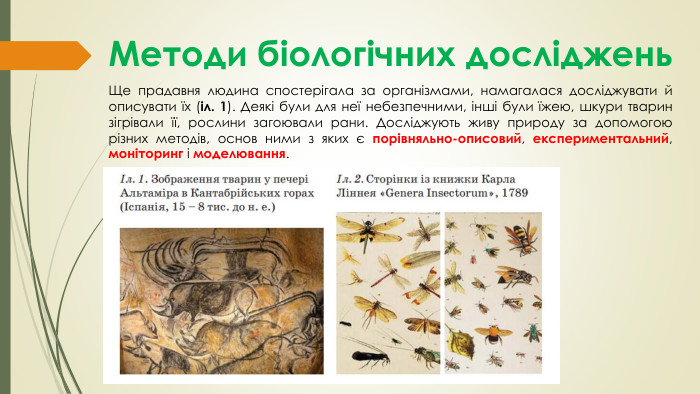 Методи біологічних досліджень. Ще прадавня людина спостерігала за організмами, намагалася досліджувати й описувати їх (іл. 1). Деякі були для неї небезпечними, інші були їжею, шкури тварин зігрівали її, рослини загоювали рани. Досліджують живу природу за допомогою різних методів, основ ними з яких є порівняльно-описовий, експериментальний, моніторинг і моделювання.