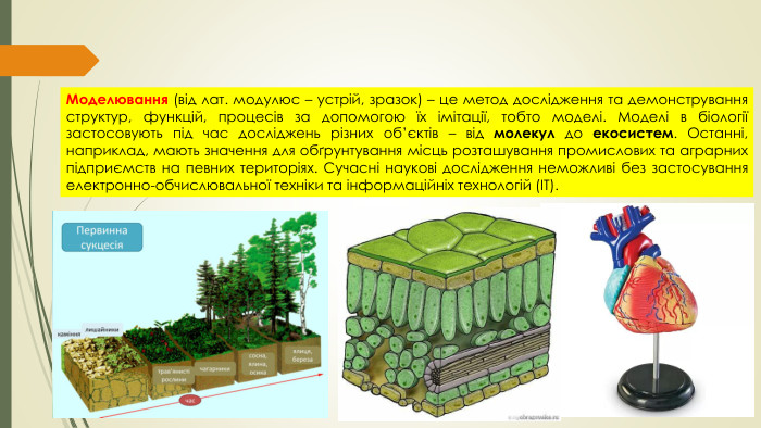 Моделювання (від лат. модулюс – устрій, зразок) – це метод дослідження та демонстрування структур, функцій, процесів за допомогою їх імітації, тобто моделі. Моделі в біології застосовують під час досліджень різних об’єктів – від молекул до екосистем. Останні, наприклад, мають значення для обґрунтування місць розташування промислових та аграрних підприємств на певних територіях. Сучасні наукові дослідження неможливі без застосування електронно-обчислювальної техніки та інформаційніх технологій (IТ). 
