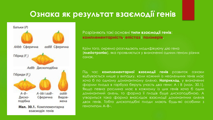 Ознака як результат взаємодії генів. Розрізняють такі основні типи взаємодії генів: комплементарність, епістаз і полімерія. Крім того, окремо розглядають модифікуючу дію гена (плейотропію), яка проявляється у визначенні одним геном різних ознак. Під час комплементарної взаємодії генів розвиток ознаки відбувається лише у випадку, коли кожний із неалельних генів має хоча б по одному домінантному алелю. Наприклад, у визначенні форми плода в гарбуза беруть участь два гени: A і B (мал. 30.1). Якщо певна рослина має в кожному із цих генів хоча б один домінантний алель, то форма її плодів буде дископодібною. А утвориться така форма внаслідок взаємодії домінантних алелів двох генів. Тобто дископодібні плоди мають будь-які особини з генотипом A–B–. 