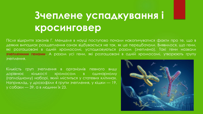 Зчеплене успадкування і кросинговер. Після відкриття законів Г. Менделя в науці поступово почали накопичуватися факти про те, що в деяких випадках розщеплення ознак відбувається не так, як це передбачали. Виявилося, що гени, які розташовані в одній хромосомі, успадковуються разом (зчеплено). Такі гени назвали зчепленими генами. А разом усі гени, які розташовані в одній хромосомі, утворюють групу зчеплення. Кількість груп зчеплення в організмів певного виду дорівнює кількості хромосом в одинарному (гаплоїдному) наборі, який міститься у статевих клітинах. Наприклад, у дрозофіли 4 групи зчеплення, у кішки — 19, у собаки — 39, а в людини їх 23.