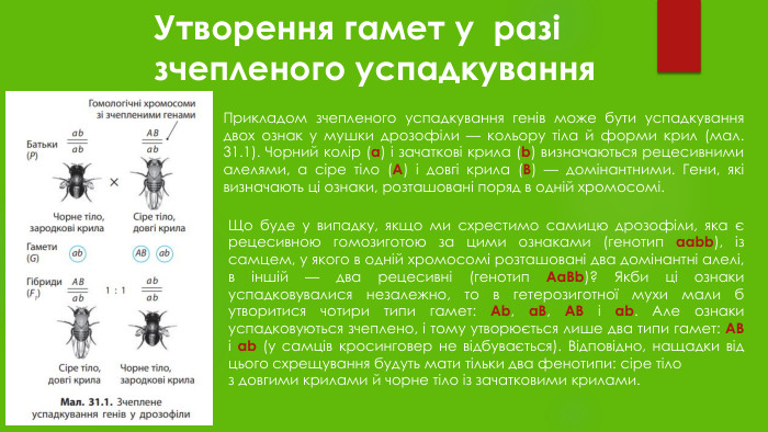Утворення гамет у разі зчепленого успадкування Прикладом зчепленого успадкування генів може бути успадкування двох ознак у мушки дрозофіли — кольору тіла й форми крил (мал. 31.1). Чорний колір (а) і зачаткові крила (b) визначаються рецесивними алелями, а сіре тіло (A) і довгі крила (B) — домінантними. Гени, які визначають ці ознаки, розташовані поряд в одній хромосомі. Що буде у випадку, якщо ми схрестимо самицю дрозофіли, яка є рецесивною гомозиготою за цими ознаками (генотип aabb), із самцем, у якого в одній хромосомі розташовані два домінантні алелі, в іншій — два рецесивні (генотип Aa. Bb)? Якби ці ознаки успадковувалися незалежно, то в гетерозиготної мухи мали б утворитися чотири типи гамет: Ab, a. B, AB і ab. Але ознаки успадковуються зчеплено, і тому утворюється лише два типи гамет: AB і ab (у самців кросинговер не відбувається). Відповідно, нащадки від цього схрещування будуть мати тільки два фенотипи: сіре тіло з довгими крилами й чорне тіло із зачатковими крилами.