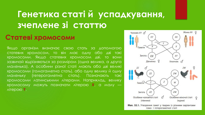Генетика статі й успадкування, зчеплене зі статтю. Статеві хромосоми Якщо організм визначає свою стать за допомогою статевих хромосом, то він має одну або дві такі хромосоми. Якщо статевих хромосом дві, то вони зазвичай відрізняються за розміром (одна велика, а друга маленька). А особини різної статі мають або дві великі хромосоми (гомогаметна стать), або одну велику й одну маленьку (гетерогаметна стать). Позначають такі хромосоми латинськими літерами. Наприклад, велику хромосому можуть позначати літерою X, а малу — літерою Y.
