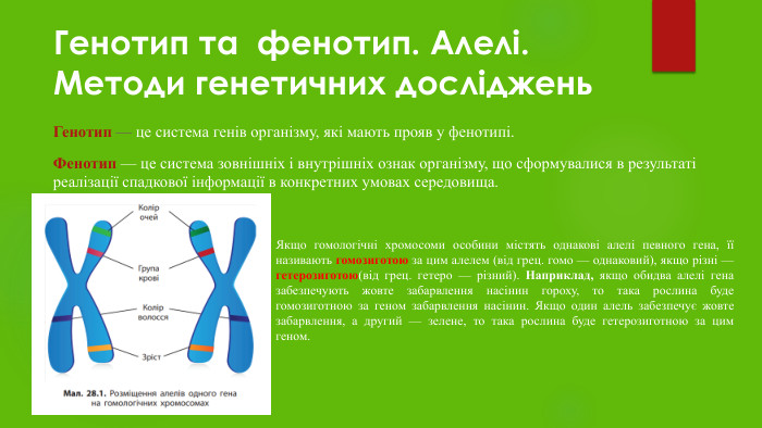 Генотип та фенотип. Алелі. Методи генетичних досліджень. Генотип — це система генів організму, які мають прояв у фенотипі. Фенотип — це система зовнішніх і внутрішніх ознак організму, що сформувалися в результаті реалізації спадкової інформації в конкретних умовах середовища. Якщо гомологічні хромосоми особини містять однакові алелі певного гена, її називають гомозиготою за цим алелем (від грец. гомо — однаковий), якщо різні — гетерозиготою(від грец. гетеро — різний). Наприклад, якщо обидва алелі гена забезпечують жовте забарвлення насінин гороху, то така рослина буде гомозиготною за геном забарвлення насінин. Якщо один алель забезпечує жовте забарвлення, а другий — зелене, то така рослина буде гетерозиготною за цим геном. 