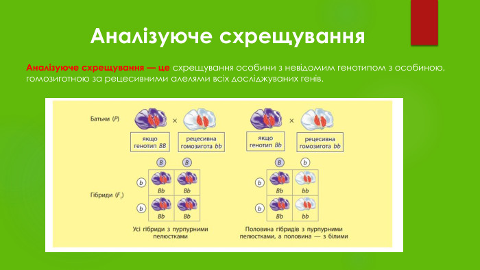 Аналізуюче схрещування. Аналізуюче схрещування — це схрещування особини з невідомим генотипом з особиною, гомозиготною за рецесивними алелями всіх досліджуваних генів.