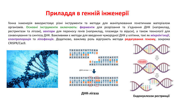 Приладдя в генній інженеріїГенна інженерія використовує різні інструменти та методи для маніпулювання генетичним матеріалом організмів. Основні інструменти включають: ферменти для розрізання та з'єднання ДНК (наприклад, рестриктази та лігази), вектори для переносу генів (наприклад, плазміди та віруси), а також технології для секвенування та синтезу ДНК. Важливими є методи для введення чужорідної ДНК у клітини, такі як мікроін'єкції, електропорація та ліпофекція. Додатково, важливу роль відіграють методи редагування геному, зокрема CRISPR/Cas9. Ендонуклеази рестрикції ДНК-лігаза