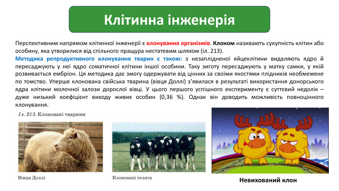 Клітинна інженерія. Перспективним напрямом клітинної інженерії є клонування організмів. Клоном називають сукупність клітин або особину, яка утворилися від спільного пращура нестатевим шляхом (іл. 213). Методика репродуктивного клонування тварин є такою: з незаплідненої яйцеклітини видаляють ядро й пересаджують у неї ядро соматичної клітини іншої особини. Таку зиготу пересаджують у матку самки, у якій розвивається ембріон. Ця методика дає змогу одержувати від цінних за своїми якостями плідників необмежене по томство. Уперше клонована свійська тварина (вівця Доллі) з’явилася в результаті використання донорського ядра клітини молочної залози дорослої вівці. У цього першого успішного експерименту є суттєвий недолік – дуже низький коефіцієнт виходу живих особин (0,36 %). Однак він доводить можливість повноцінного клонування. Невихований клон