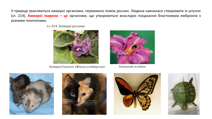 У природі трапляються химерні організми, переважно поміж рослин. Людина навчилася створювати їх штучно (іл. 214). Химерні тварини – це організми, що утворюються внаслідок поєднання бластомерів ембріонів з різними генотипами.