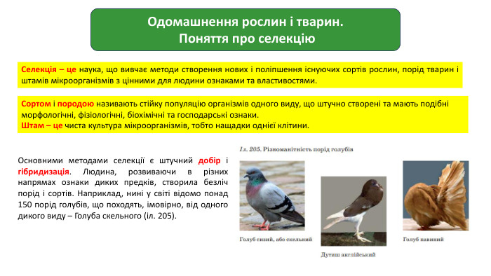 Одомашнення рослин і тварин. Поняття про селекцію. Селекція – це наука, що вивчає методи створення нових і поліпшення існуючих сортів рослин, порід тварин і штамів мікроорганізмів з цінними для людини ознаками та властивостями. Сортом і породою називають стійку популяцію організмів одного виду, що штучно створені та мають подібні морфологічні, фізіологічні, біохімічні та господарські ознаки. Штам – це чиста культура мікроорганізмів, тобто нащадки однієї клітини. Основними методами селекції є штучний добір і гібридизація. Людина, розвиваючи в різних напрямах ознаки диких предків, створила безліч порід і сортів. Наприклад, нині у світі відомо понад 150 порід голубів, що походять, імовірно, від одного дикого виду – Голуба скельного (іл. 205).