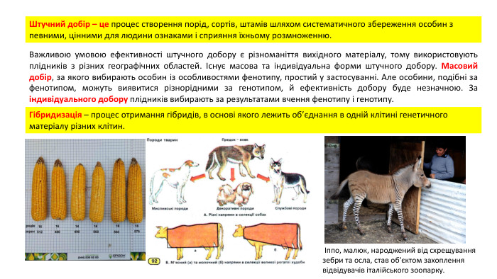 Штучний добір – це процес створення порід, сортів, штамів шляхом систематичного збереження особин з певними, цінними для людини ознаками і сприяння їхньому розмноженню. Важливою умовою ефективності штучного добору є різноманіття вихідного матеріалу, тому використовують плідників з різних географічних областей. Існує масова та індивідуальна форми штучного добору. Масовий добір, за якого вибирають особин із особливостями фенотипу, простий у застосуванні. Але особини, подібні за фенотипом, можуть виявитися різнорідними за генотипом, й ефективність добору буде незначною. За індивідуального добору плідників вибирають за результатами вчення фенотипу і генотипу. Гібридизація – процес отримання гібридів, в основі якого лежить об’єднання в одній клітині генетичного матеріалу різних клітин. Іппо, малюк, народжений від схрещування зебри та осла, став об'єктом захоплення відвідувачів італійського зоопарку.
