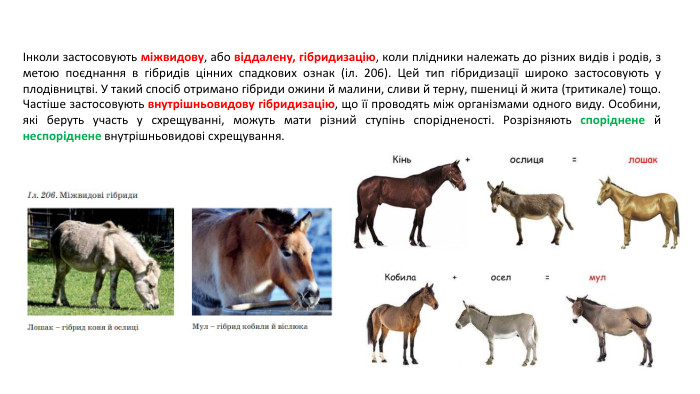 Інколи застосовують міжвидову, або віддалену, гібридизацію, коли плідники належать до різних видів і родів, з метою поєднання в гібридів цінних спадкових ознак (іл. 206). Цей тип гібридизації широко застосовують у плодівництві. У такий спосіб отримано гібриди ожини й малини, сливи й терну, пшениці й жита (тритикале) тощо. Частіше застосовують внутрішньовидову гібридизацію, що її проводять між організмами одного виду. Особини, які беруть участь у схрещуванні, можуть мати різний ступінь спорідненості. Розрізняють споріднене й неспоріднене внутрішньовидові схрещування. 