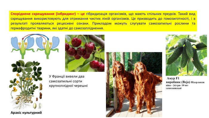 Споріднене схрещування (інбридинг) – це гібридизація організмів, що мають спільних предків. Такий вид схрещування використовують для отримання чистих ліній організмів. Це призводить до гомозиготності, і в результаті проявляються рецесивні ознаки. Прикладом можуть слугувати самозапильні рослини та гермафродитні тварини, які здатні до самозапліднення. Арахіс культурний. У Франції вивели два самозапильні сорти крупноплідної черешні