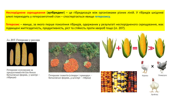 Неспоріднене схрещування (аутбридинг) – це гібридизація між організмами різних ліній. У гібридів шкідливі алелі переходять у гетерозиготний стан – спостерігається явище гетерозису. Гетерозис – явище, за якого перше покоління гібридів, одержаних у результаті неспорідненого схрещування, має підвищені життєздатність, продуктивність, ріст та стійкість проти хвороб тощо (іл. 207). 
