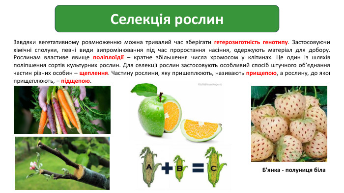 Селекція рослин. Завдяки вегетативному розмноженню можна тривалий час зберігати гетерозиготність генотипу. Застосовуючи хімічні сполуки, певні види випромінювання під час проростання насіння, одержують матеріал для добору. Рослинам властиве явище поліплоїдії – кратне збільшення числа хромосом у клітинах. Це один із шляхів поліпшення сортів культурних рослин. Для селекції рослин застосовують особливий спосіб штучного об’єднання частин різних особин – щеплення. Частину рослини, яку прищеплюють, називають прищепою, а рослину, до якої прищеплюють, – підщепою. Б'янка - полуниця біла