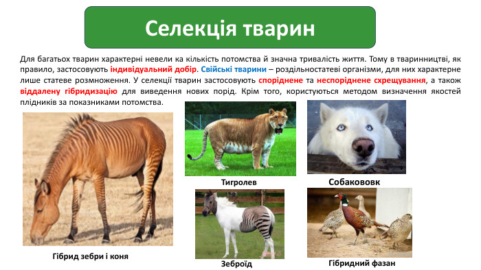 Селекція тварин. Для багатьох тварин характерні невели ка кількість потомства й значна тривалість життя. Тому в тваринництві, як правило, застосовують індивідуальний добір. Свійські тварини – роздільностатеві організми, для них характерне лише статеве розмноження. У селекції тварин застосовують споріднене та неспоріднене схрещування, а також віддалену гібридизацію для виведення нових порід. Крім того, користуються методом визначення якостей плідників за показниками потомства. Гібрид зебри і коня. Тигролев. Зеброїд. Собакововк. Гібридний фазан