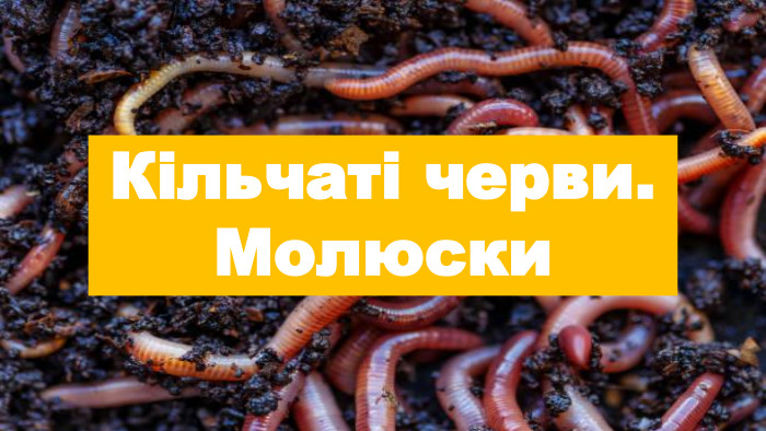 Кільчаті черви. Молюски