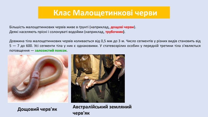  Клас Малощетинкові черви. Більшість малощетинкових червів живе в ґрунті (наприклад, дощові черви). Деякі населяють прісні і солонуваті водойми (наприклад, трубочник). Довжина тіла малощетинкових червів коливається від 0,5 мм до 3 м. Число сегментів у різних видів становить від 5 — 7 до 600. Усі сегменти тіла у них є однаковими. У статевозрілих особин у передній третини тіла з'являється потовщення — залозистий поясок. Дощовий черв'як. Австралійський земляний черв'як