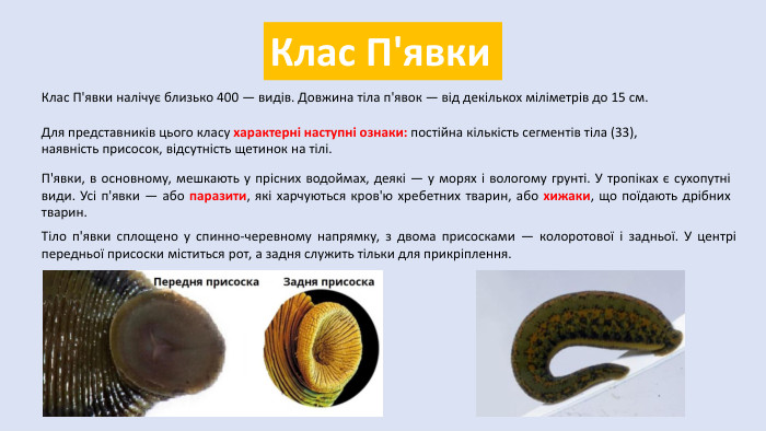 Клас П'явки. Клас П'явки налічує близько 400 — видів. Довжина тіла п'явок — від декількох міліметрів до 15 см. Для представників цього класу характерні наступні ознаки: постійна кількість сегментів тіла (33), наявність присосок, відсутність щетинок на тілі. П'явки, в основному, мешкають у прісних водоймах, деякі — у морях і вологому грунті. У тропіках є сухопутні види. Усі п'явки — або паразити, які харчуються кров'ю хребетних тварин, або хижаки, що поїдають дрібних тварин. Тіло п'явки сплощено у спинно-черевному напрямку, з двома присосками — колоротової і задньої. У центрі передньої присоски міститься рот, а задня служить тільки для прикріплення.