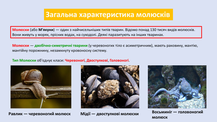 Загальна характеристика молюсків. Молюски (або М'якуни) — один з найчисельніших типів тварин. Відомо понад 130 тисяч видів молюсків. Вони живуть у морях, прісних водах, на суходолі. Деякі паразитують на інших тваринах. Молюски — двобічно-симетричні тварини (у черевоногих тіло є асиметричним), мають раковину, мантію, мантійну порожнину, незамкнуту кровоносну систему. Тип Молюски об'єднує класи: Черевоногі, Двостулкові, Головоногі. Равлик — черевоногий молюск. Мідії — двостулкові молюски. Восьминіг — головоногий молюск