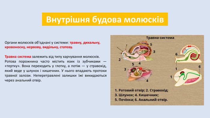 Внутрішня будова молюсків. Органи молюсків об'єднані у системи: травну, дихальну, кровоносну, нервову, видільну, статеву. Травна система залежить від типу харчування молюсків. Ротова порожнина часто містить язик із зубчиками — «тертку». Вона переходить у глотку, а потім — у стравохід, який веде у шлунок і кишечник. У нього впадають протоки травної залози. Неперетравлені залишки їжі викидаються через анальний отвір.