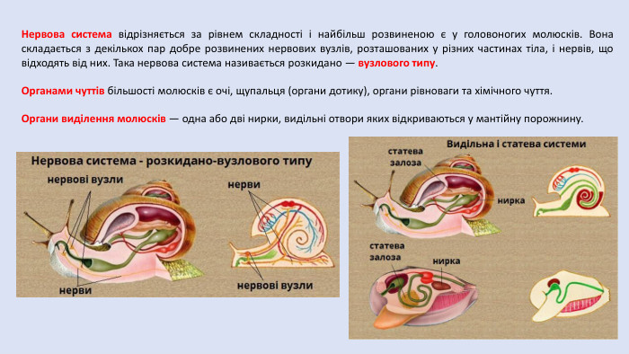 Нервова система відрізняється за рівнем складності і найбільш розвиненою є у головоногих молюсків. Вона складається з декількох пар добре розвинених нервових вузлів, розташованих у різних частинах тіла, і нервів, що відходять від них. Така нервова система називається розкидано — вузлового типу. Органами чуттів більшості молюсків є очі, щупальця (органи дотику), органи рівноваги та хімічного чуття. Органи виділення молюсків — одна або дві нирки, видільні отвори яких відкриваються у мантійну порожнину.