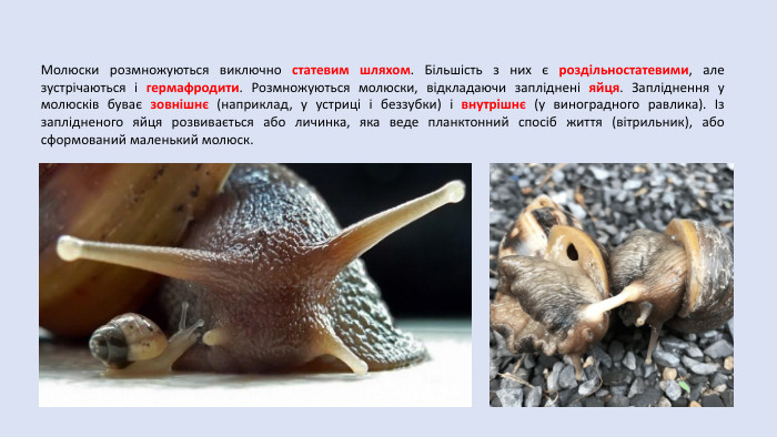 Молюски розмножуються виключно статевим шляхом. Більшість з них є роздільностатевими, але зустрічаються і гермафродити. Розмножуються молюски, відкладаючи запліднені яйця. Запліднення у молюсків буває зовнішнє (наприклад, у устриці і беззубки) і внутрішнє (у виноградного равлика). Із заплідненого яйця розвивається або личинка, яка веде планктонний спосіб життя (вітрильник), або сформований маленький молюск.