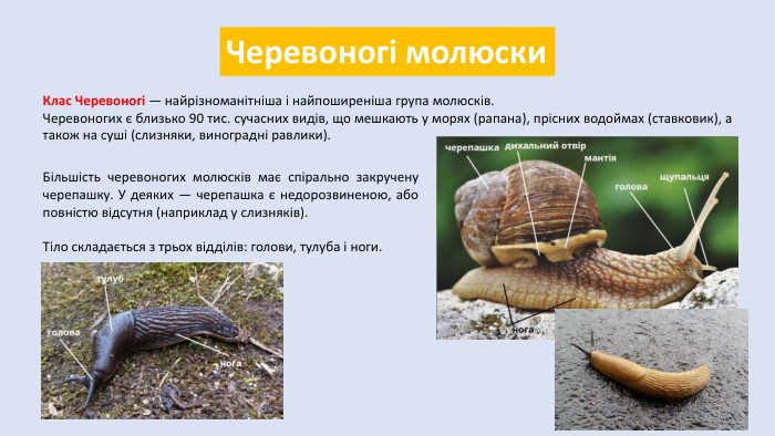 Черевоногі молюски. Клас Черевоногі — найрізноманітніша і найпоширеніша група молюсків. Черевоногих є близько 90 тис. сучасних видів, що мешкають у морях (рапана), прісних водоймах (ставковик), а також на суші (слизняки, виноградні равлики). Більшість черевоногих молюсків має спірально закручену черепашку. У деяких — черепашка є недорозвиненою, або повністю відсутня (наприклад у слизняків). Тіло складається з трьох відділів: голови, тулуба і ноги.