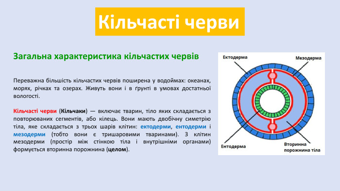 Кільчасті черви. Загальна характеристика кільчастих червів. Переважна більшість кільчастих червів поширена у водоймах: океанах, морях, річках та озерах. Живуть вони і в ґрунті в умовах достатньої вологості. Кільчасті черви (Кільчаки) — включає тварин, тіло яких складається з повторюваних сегментів, або кілець. Вони мають двобічну симетрію тіла, яке складається з трьох шарів клітин: ектодерми, ентодерми і мезодерми (тобто вони є тришаровими тваринами). З клітин мезодерми (простір між стінкою тіла і внутрішніми органами) формується вторинна порожнина (целом).