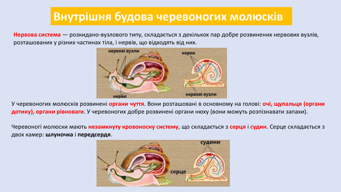 Внутрішня будова черевоногих молюсків. Нервова система — розкидано-вузлового типу, складається з декількох пар добре розвинених нервових вузлів, розташованих у різних частинах тіла, і нервів, що відходять від них. У черевоногих молюсків розвинені органи чуття. Вони розташовані в основному на голові: очі, щупальця (органи дотику), органи рівноваги. У черевоногих добре розвинені органи нюху (вони можуть розпізнавати запахи). Черевоногі молюски мають незамкнуту кровоносну систему, що складається з серця і судин. Серце складається з двох камер: шлуночка і передсердя.