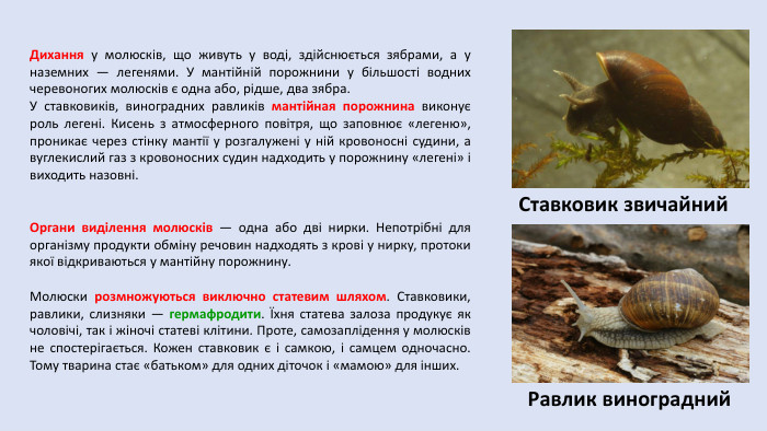 Дихання у молюсків, що живуть у воді, здійснюється зябрами, а у наземних — легенями. У мантійній порожнини у більшості водних черевоногих молюсків є одна або, рідше, два зябра. У ставковиків, виноградних равликів мантійная порожнина виконує роль легені. Кисень з атмосферного повітря, що заповнює «легеню», проникає через стінку мантії у розгалужені у ній кровоносні судини, а вуглекислий газ з кровоносних судин надходить у порожнину «легені» і виходить назовні. Ставковик звичайний. Равлик виноградний. Органи виділення молюсків — одна або дві нирки. Непотрібні для організму продукти обміну речовин надходять з крові у нирку, протоки якої відкриваються у мантійну порожнину. Молюски розмножуються виключно статевим шляхом. Ставковики, равлики, слизняки — гермафродити. Їхня статева залоза продукує як чоловічі, так і жіночі статеві клітини. Проте, самозаплідення у молюсків не спостерігається. Кожен ставковик є і самкою, і самцем одночасно. Тому тварина стає «батьком» для одних діточок і «мамою» для інших.