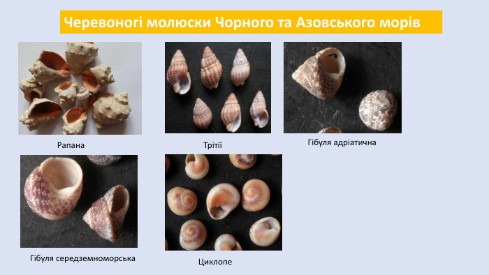 Черевоногі молюски Чорного та Азовського морів. Рапана. ТрітіїГібуля адріатична. Гібуля середземноморська. Циклопе 