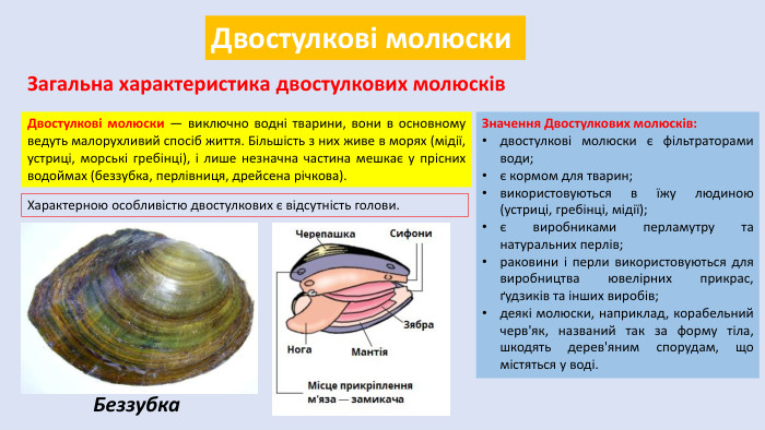 Двостулкові молюски. Загальна характеристика двостулкових молюсків. Двостулкові молюски — виключно водні тварини, вони в основному ведуть малорухливий спосіб життя. Більшість з них живе в морях (мідії, устриці, морські гребінці), і лише незначна частина мешкає у прісних водоймах (беззубка, перлівниця, дрейсена річкова). Характерною особливістю двостулкових є відсутність голови. Беззубка. Значення Двостулкових молюсків:двостулкові молюски є фільтраторами води;є кормом для тварин;використовуються в їжу людиною (устриці, гребінці, мідії);є виробниками перламутру та натуральних перлів;раковини і перли використовуються для виробництва ювелірних прикрас, ґудзиків та інших виробів;деякі молюски, наприклад, корабельний черв'як, названий так за форму тіла, шкодять дерев'яним спорудам, що містяться у воді.