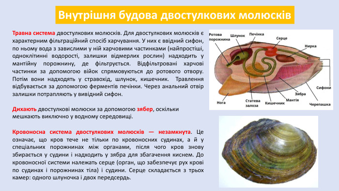 Внутрішня будова двостулкових молюсків. Травна система двостулкових молюсків. Для двостулкових молюсків є характерним фільтраційний спосіб харчування. У них є ввідний сифон, по ньому вода з завислими у ній харчовими частинками (найпростіші, одноклітинні водорості, залишки відмерлих рослин) надходить у мантійну порожнину, де фільтрується. Відфільтровані харчові частинки за допомогою війок спрямовуються до ротового отвору. Потім вони надходять у стравохід, шлунок, кишечник. Травлення відбувається за допомогою ферментів печінки. Через анальний отвір залишки потрапляють у вивідний сифон. Дихають двостулкові молюски за допомогою зябер, оскільки мешкають виключно у водному середовищі. Кровоносна система двостулкових молюсків — незамкнута. Це означає, що кров тече не тільки по кровоносних судинах, а й у спеціальних порожнинах між органами, після чого кров знову збирається у судини і надходить у зябра для збагачення киснем. До кровоносної системи належать серце (орган, що забезпечує рух крові по судинах і порожнинах тіла) і судини. Серце складається з трьох камер: одного шлуночка і двох передсердь. 