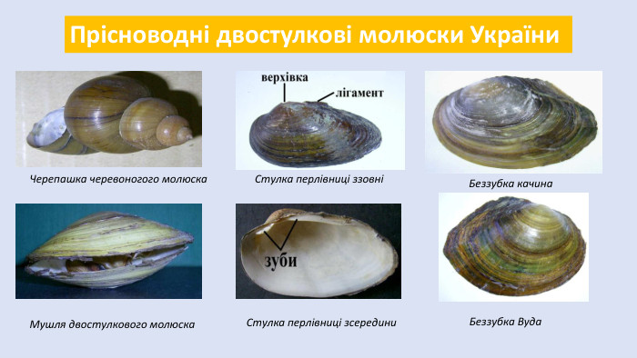 Прісноводні двостулкові молюски України. Черепашка черевоногого молюска. Мушля двостулкового молюска. Стулка перлівниці ззовніСтулка перлівниці зсередини. Беззубка качина. Беззубка Вуда