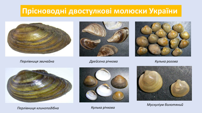 Прісноводні двостулкові молюски України. Перлівниця звичайна. Перлівниця клиноподібна. Дрейсена річкова. Кулька річкова. Кулька рогова. Мускуліум болотяний