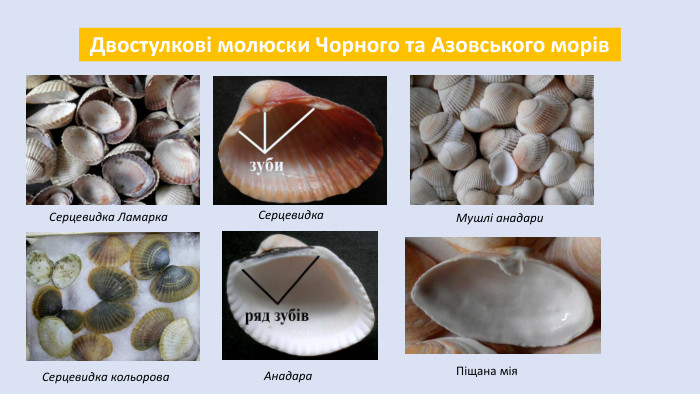  Двостулкові молюски Чорного та Азовського морів. Серцевидка Ламарка. Серцевидка кольорова. Серцевидка. Анадара. Мушлі анадари. Піщана мія